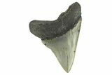 Serrated, Fossil Megalodon Tooth - North Carolina #295363-1